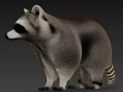 racoon 3D model purchase