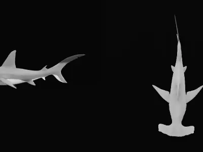 Hammerhead Shark Low-poly 3D model 4