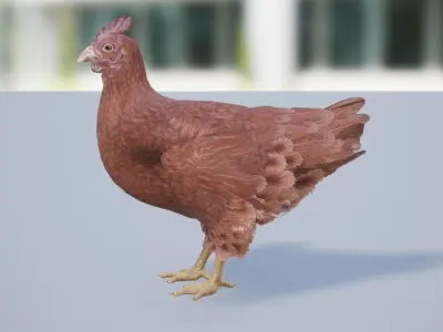 Chicken Low-poly 3D model get