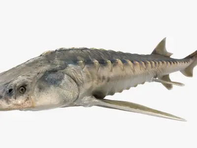 Sturgeon (Animated) 3D model