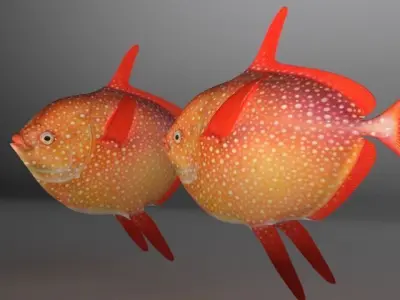 Lampris guttatus Fish Low-poly 3D model
