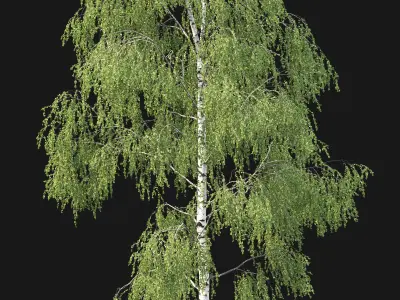 Birch forest part 06 3D model