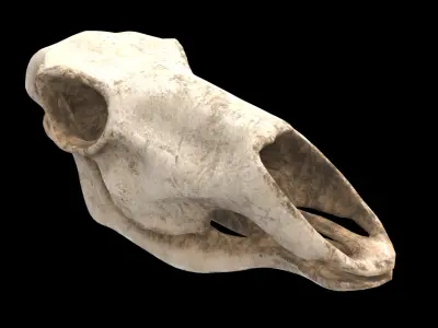 deer skull 3D model