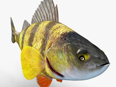 Perch Fish 3D model order