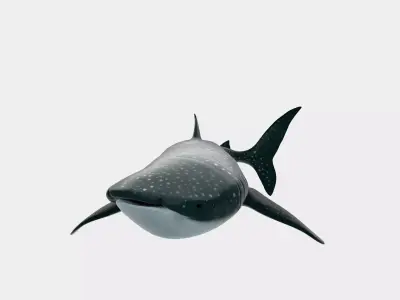Animated Whale Shark 3D Model Game Ready Low-poly 3D model
