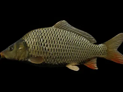 Common carp fish Free low-poly 3D model