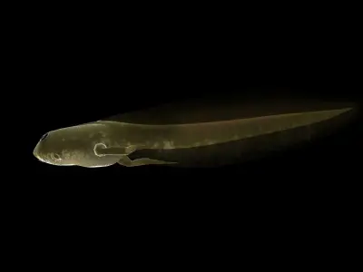 Frog Tadpole 3d model Low-poly 3D model