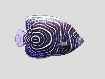 Emperor Angelfish Realistic Animated Low-poly 3D model purchase