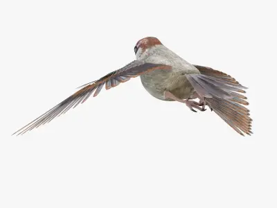 Sparrow Bird Rigged 3D model