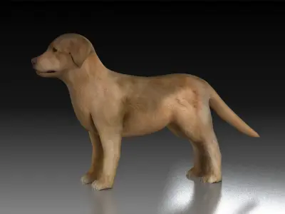 Golden Retriever tracking dog pet hunting dog house dog 3D model