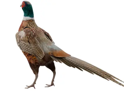 Pheasant 3D model purchase