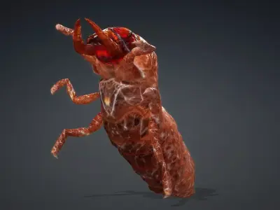 Larval-V1e 3D model