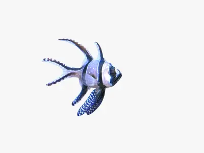  Banggai and Orbiculate Cardinalfish 