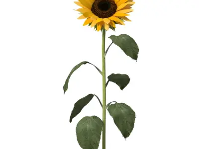  Sunflower 2 