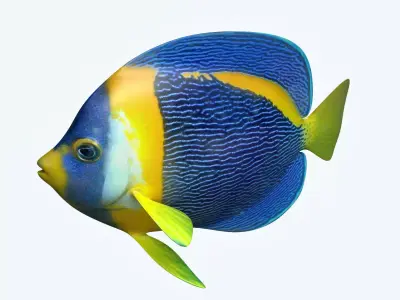 Anglefish 8 angelfish 3D model