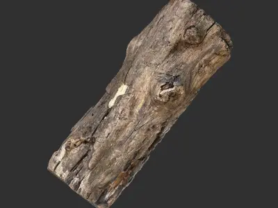 3d scan of Tree trunk 3D model