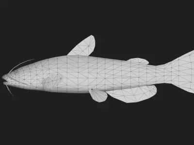 Catfish Low-poly 3D model 5