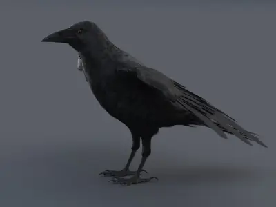 Crow 3D model