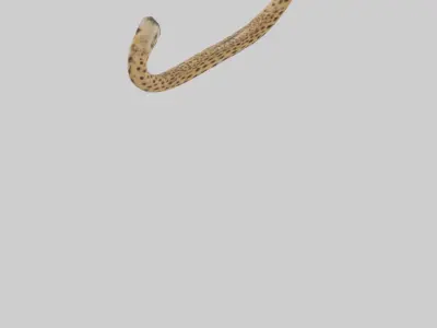 Cheetah Tail Model 3D model