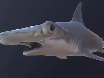 hammerhead shark Low-poly 3D model shop