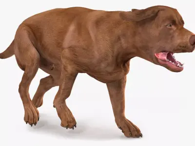 Running Brown Retriever Dog Animated Rigged for Maya 3D model