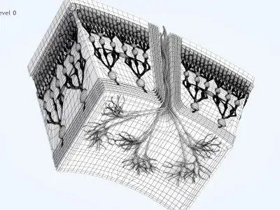 HD Retina in Cross Section 3D model