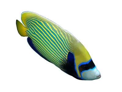 Emperor Angelfish 3D model buy