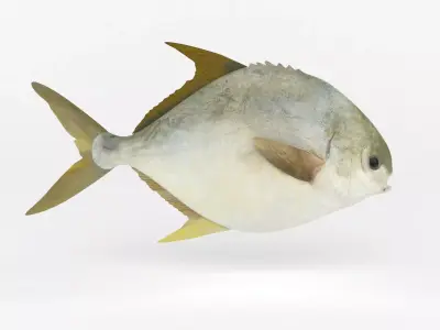 Pompano fish 3D model