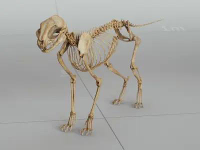 Cat Skeleton 3D model purchase