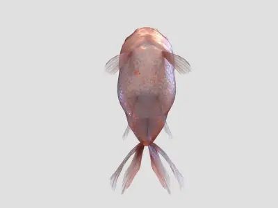 Low Poly Goldfish Low-poly 3D model