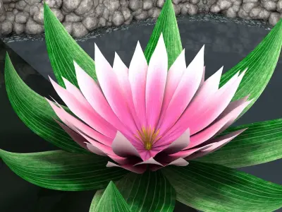 Water Lily Low-poly 3D model