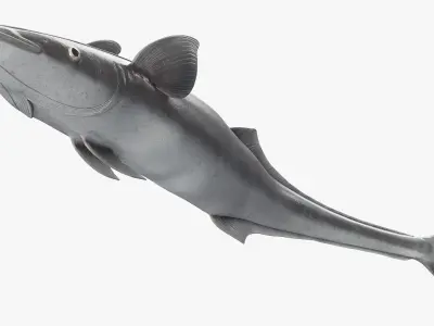  Remora Fish Rigged for Maya 