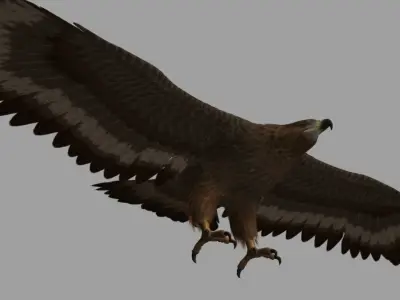 Eagle hawk flying in sky 3D model