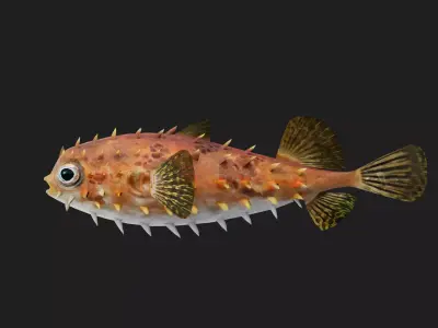 Filefish Low-poly 3D model 4
