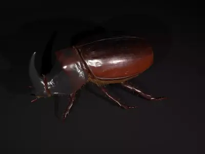 Rhinoceros beetle Low-poly 3D model