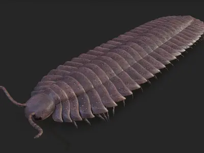 Arthropleura armata 3D model