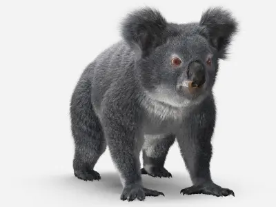 Koala 3D model order