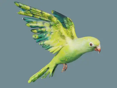 parrot parakeet flying in sky Low-poly 3D model