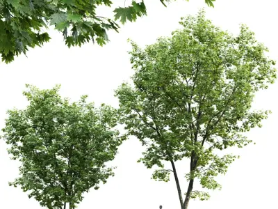 Maple-tree Pack #1 3D model