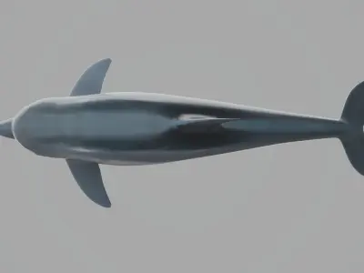Dolphin Low-poly 3D model 2