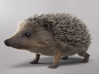 Hedgehog European Fur 3D model