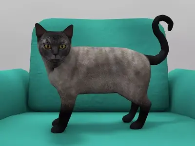 Burmese Cat Rigged Low-poly 3D model