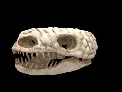gila monster skull 3D model