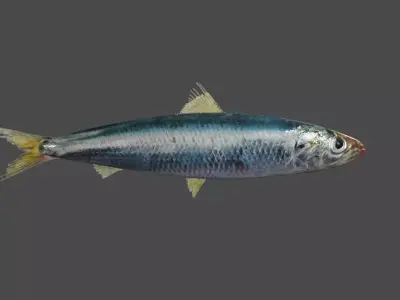 Fish - Sardine - Peixe Low-poly 3D model