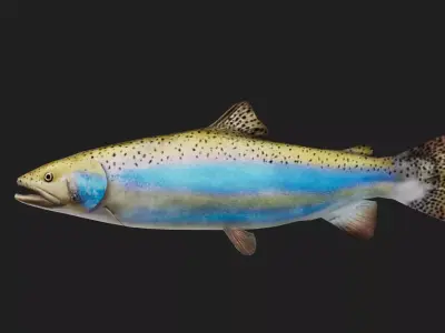 Trout Low-poly 3D model get