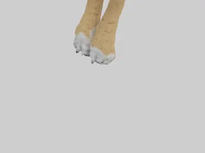 Lynx Paws Model Low-poly 3D model