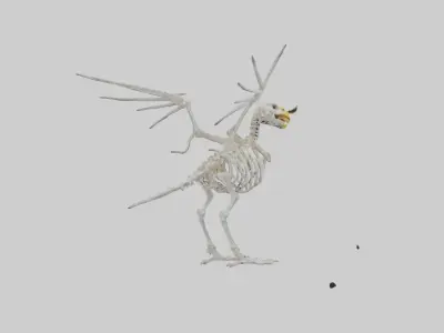 Eagle Skeleton model Low-poly 3D model