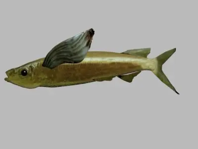 PAREXO LOW POLY fish with wings flying in air 3D model