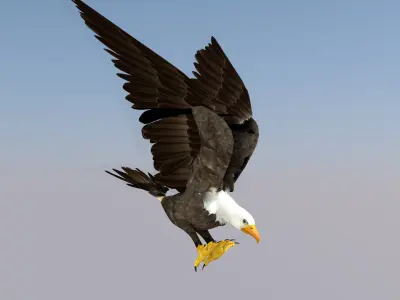 White Headed Eagle 3D model