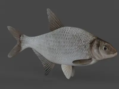 Bream Fish 3D model purchase